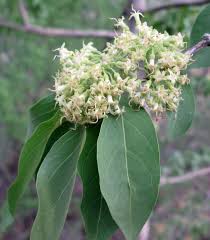 Image result for Psydrax livida