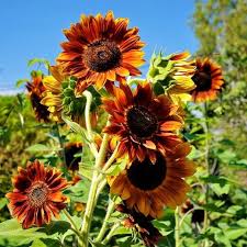 Sunflowers are often a healthy addition to deer feed; Sunflower Seeds Evening Colors Flower Seeds In Packets Bulk Eden Brothers