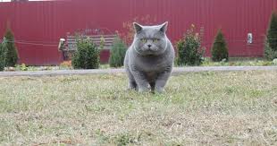 British Cat Cats Animals