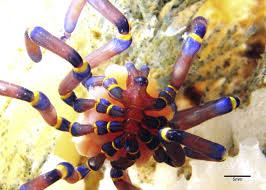 Image result for Pycnosphaera