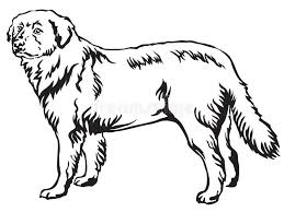 Maybe you would like to learn more about one of these? Maremma Stock Illustrations 37 Maremma Stock Illustrations Vectors Clipart Dreamstime