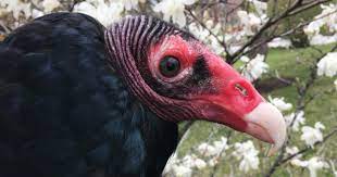 In flight, the vulture's featherless head appears small for the bird's size. Turkey Vulture Ambassador Animal