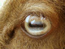 Because Of Their Narrow Horizontally Oriented Pupils Goats Have A 320 Degree Field Of Vision With No Blind Spot In Front Even Thou Eye Close Up Eyes Animals