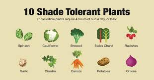 If they cannot get an adequate supply from rainfall, you will need to water the soil. 10 Shade Tolerant Plants To Grow In Your Garden This Summer Shade Tolerant Plants Vegetable Planting Guide Container Gardening Vegetables