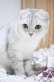 Those are the scottish fold munchkin cat price and other specifications in london and barking. Scottish Fold Health Issues Health Risks Scottish Fold Cats And Kittens Cat Breed Information Scottish Fold Cats And Kittens Cat Breed Information