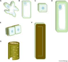 Maybe you would like to learn more about one of these? Plant Cell Walls Current Biology