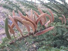 Image result for Acacia quiterajoensis