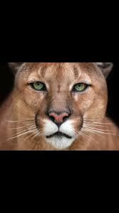 Pin By Dalton D Spain On Mountain Lion Mountain Lion Animals Panther