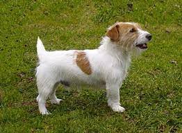 Small, exclusive and family run. A Rough Coat Jrt With Short Legs Isn T He Adorable