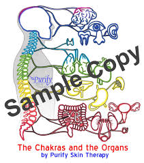 chakra organs chart