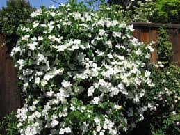 White Camellia Bush Google Search Mock Orange Buy Plants Shrubs
