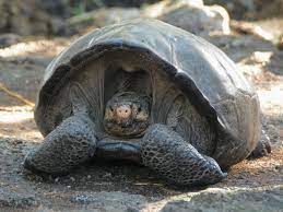 Meet Fernanda The Galapagos Tortoise Lost For Over A Century Smart News Smithsonian Magazine