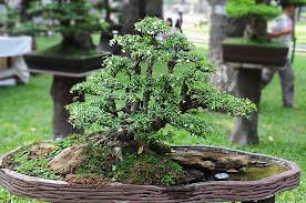 Pohon j4litri/mentaos di alam liar подробнее. 9 Cara Ampuh Membuat Bonsai Anting Putri Berbunga Putih Halus