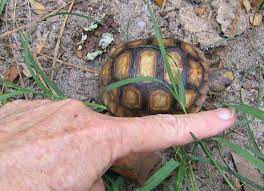 Gopher Tortoise Ask The Expert Friends Of The Enchanted Forest Titusville Florida