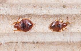We offer bedbug, rodent and wildlife exclusion, wildlife trapping, bee removal, pest control, mosquito control, termite control and more. Bed Bug Guide Bed Bug Identification Prevention Tips