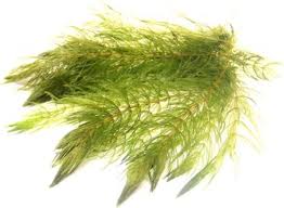 Image result for Ceratophyllum