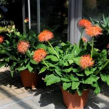 Image result for Scadoxus multiflorus