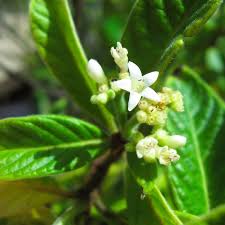 Image result for Psychotria palustris