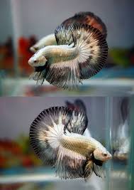 Item Fwbettashm1437695187 Platinum Black Silver Dragon Ends Thu Jul 23 2015 06 46 27 Pm Cdt Silver Dragon Black Silver Betta Fish