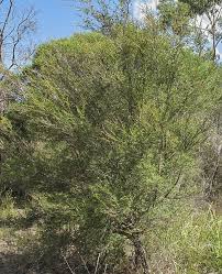 Image result for Annickia ambigua