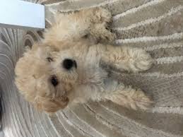 teacup poodle poodle