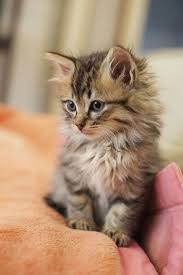 There are some issues that are your kitten will be at risk of the same health problems as its parent breeds. Kittens Cutest Baby Cats Cute Cats And Kittens