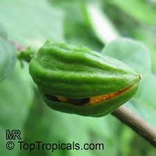 Image result for Turraea robusta