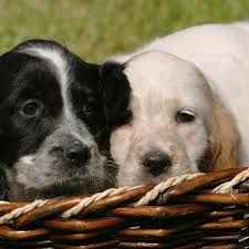 Search through thousands of dogs for sale and puppies for sale adverts near me in the usa and europe at animalssale.com. 5 Things To Know About English Setter Puppies Greenfield Puppies