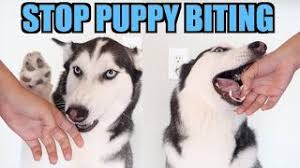 Check spelling or type a new query. 3 Easy Steps To Stop Puppy Biting Siberian Husky Training Youtube
