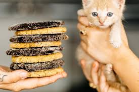 East Nashville S The Catio Is A Vegan Bakery With A Cat Cafe Eater Nashville