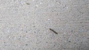 1560 south mccall road, englewood, fl, 34223. Tradewinds Termite And Pest Control 4656 Kempson Ln Port Charlotte Fl 2021