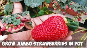 How To Grow Jumbo Strawberries In Pot Step By Step Guide Youtube Growing Strawberries In Containers Growing Strawberries Strawberries In Containers