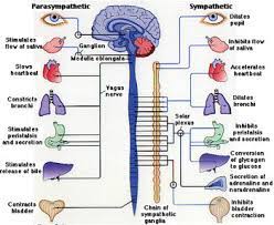 Postural orthostatic tachycardia syndrome (pots) is a condition characterized by too little blood returning to the heart when moving from a lying down to a standing up position (orthostatic intolerance). Blog Les Bas De Contention Peuvent Ils Aider Dans Le Syndrome De Tachycardie Orthostatique Posturale