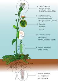 Gm crops were first introduced in the u.s. Frontiers Drought Resistance By Engineering Plant Tissue Specific Responses Plant Science