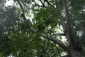 Image result for Terminalia superba