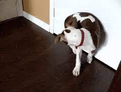 Top 30 Chasing Tail Gifs Find The Best Gif On Gfycat Smiling dog with metal teeth. top 30 chasing tail gifs find the