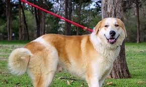 Dad is a purebred golden retriever. These Nashville Based Dogs Are Up For Adoption And In Need Of A Good