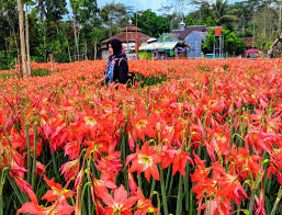 Bunga amarilis ini mengemas beberapa lapis kelopak. Taman Bunga Amarilis Hamparan Oranye Penuh Warna Desember 2020 Travelspromo