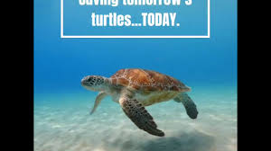Fun Fact About Green Sea Turtle 2 Youtube