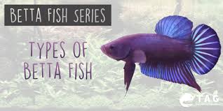 The betta fish is probably the second most popular fish kept, after goldfish. Betta Fish Series Types Of Betta Fish The Aquarium Guide