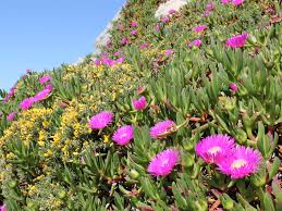 Image result for Carpobrotus