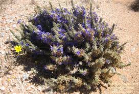 Image result for Aptosimum