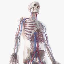 3d Male Skin Skeleton And Vascular System By 3dmedisphere 3d Model Integumentary System 3d Anatomy Model