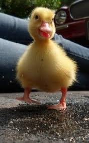 Place slices of sautéed foie gras over mixed baby field greens, drizzle on port balsamic reduction, and serve. 20 Pekin Ducks Ideas Pekin Duck Duck Ducklings