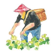 龍鬚菜 佛手瓜栽培 捻鬚 摘瓜 寫野菜日記 plants growing