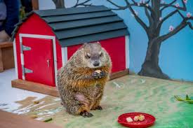 In fact, they are the largest groundhogs also have sharp claws that they use to dig impressive burrows in the ground. Groundhog Day Milwaukee County Zoo Ready To Celebrate
