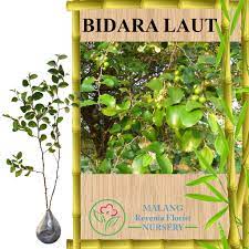 Bidara laut memiliki nama latin strychnos ligustrina. Tanaman Bidara Laut Tinggi 30 50 Cm Shopee Indonesia