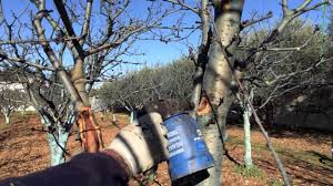 Il ciliegio (prunus avium (l.) l., 1755) chiamato anche ciliegio degli uccelli o ciliegio selvatico è un albero appartenente alla famiglia delle rosacee, originario dell'europa (dalle isole britanniche fino alla russia, passando per francia, penisola iberica, italia, germania fino a tutto l'est in zone montuose). Come Salvare Un Albero Di Ciliegio 1a Parte Youtube