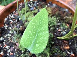 Image result for Elaphoglossum kivuense