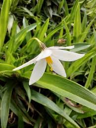 Image result for Xerophyta wentzeliana